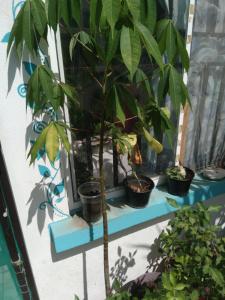 une plante posée sur une étagère avec d'autres plantes dans l'établissement Petropolis, à Juan Lucas