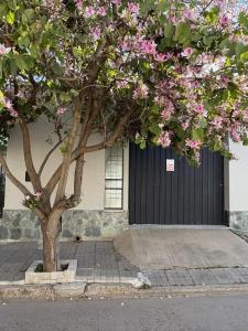 a tree with pink flowers in front of a building at Casa Rita in Gualeguaychú