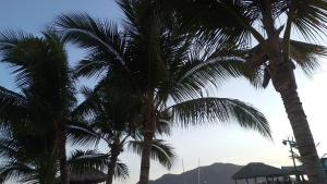 twee palmbomen die naast elkaar staan bij Tesoro Palmas Resort in Mazatlán +18 foto's