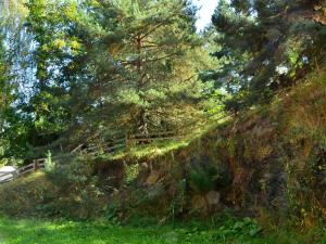 a tree on the side of a hill with a fence at Appartement cosy à Montchavin, ski au pied, 2 pièces, terrasse, parking inclus, proche commerces. - FR-1-329-11 in Bellentre +2 photos