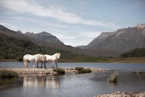 two white horses standing on the edge of a body of water at Torran Cottage in Kinlochewe