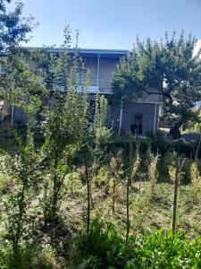 Κήπος έξω από το Guest House -Lorenzo-