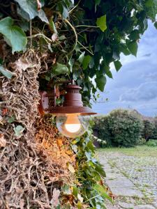 a light hanging from a ivy covered wall at La Ferme des Roses in Tournai