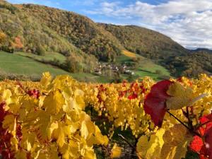 un campo di fiori con montagne sullo sfondo di Belvédère du Haut Bugey - Refuge dans les cépages a Boyeux-Saint-Jérôme