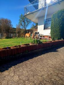 un cane in piedi in un cortile accanto a una casa di Eifel Urlaub mit Hunden Ferienhaus Schwalbennest Schalkenmehren a Schalkenmehren