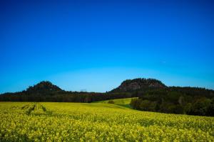 a field of yellow flowers with mountains in the background at Kaiser`s Holiday Home Apartments mit privater Sauna in Struppen