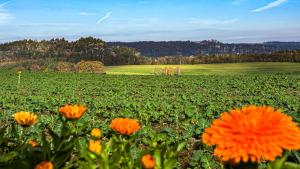 a field of orange flowers in a green field at Kaiser`s Holiday Home Apartments mit privater Sauna in Struppen