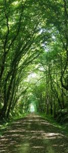 a tree lined road with a tunnel of trees at Carpe Diem in Saint-Savin-sur-Gartempe +5 photos