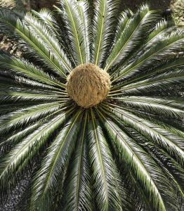 a close up of a green palm tree at Hotel Villa Adriana in Monterosso al Mare