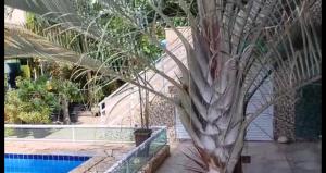 a palm tree in front of a swimming pool at Home Hostel Rio das Ostras in Rio das Ostras