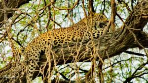 Afbeelding uit fotogalerij van Nyati House in Khwai