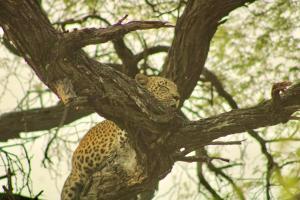 Afbeelding uit fotogalerij van Nyati House in Khwai