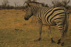 Afbeelding uit fotogalerij van Nyati House in Khwai