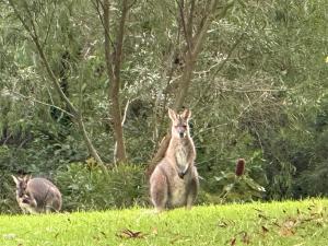 Άλλα ζώα σε αυτή η παραθεριστική κατοικία ή στη γύρω περιοχή