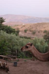 Photo de la galerie de l'établissement Les terrasses du Lac Marrakech, à Lalla Takerkoust 97 autres photos