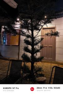 a pine tree in front of a building with a door at Long Homestay Mỹ Hạnh - Hotels in Ðức Hòa