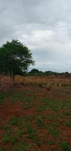 a tree in the middle of a field at DOP Camp Site Resort 