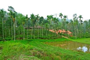 eine Gruppe von Palmen auf einem Feld in der Unterkunft CoffeeINN Homestay - Private Cottage, Water Activities and Home Food in Sakleshpur + 16 Fotos