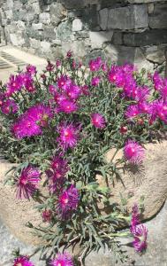 Vonkajšia záhrada v ubytovaní Appartamento Fleur Des Neiges
