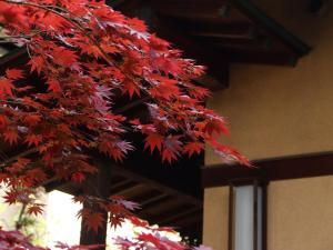 a tree with red leaves in front of a building at Ryokan Karasawa in Kanazawa