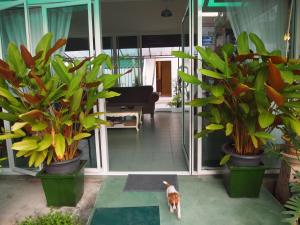 Zahrada ubytování Hacienda Phuket