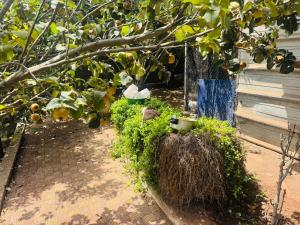 an orange tree with a branch and a nest at gift for mom in El Jadida