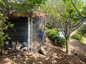 a group of chickens in a chicken coop at gift for mom in El Jadida