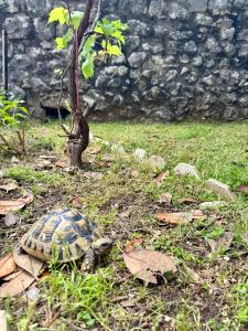 a turtle laying in the grass next to a tree at Waterfront Villa Magnolia in Kotor