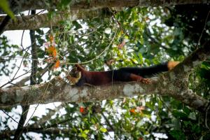 Fotografie z fotogalerie ubytování Wild Planet Jungle Resort v destinaci Devāla