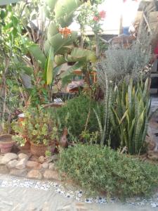 a display of plants and plants sidx sidx sidx sidx sidx at Diabat hostel in Essaouira