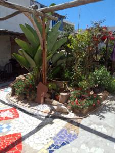 Κήπος έξω από το Diabat hostel