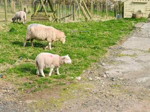 a group of sheep standing in a grass field at Ty Olwyn Bach - Uk36418 in Talybont