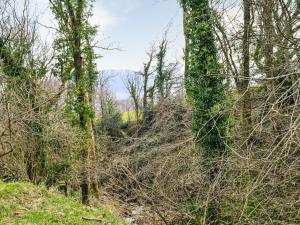 a wooded area with trees and bushes on a hill at Ty Olwyn Bach - Uk36418 in Talybont +2 photos