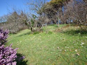 a grassy hill with trees and flowers in a field at Little Foxes in Perranporth