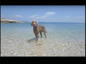 een bruine hond die in het water op het strand staat bij Apartment in Šilo with Sea View Balcony in Šilo