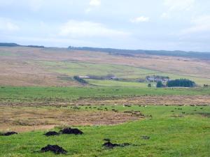 a herd of animals grazing on a green field at Felbridge Cottage in Bardon Mill +2 photos