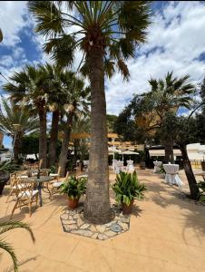 a palm tree in a patio with tables and chairs at El Eden in El Ejido