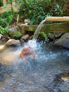 ein Vogel ist im Wasser unter einem Wasserfall in der Unterkunft Camping São Conrado com cachoeira exclusiva, perto da praia e da Pedra Bonita in Rio de Janeiro