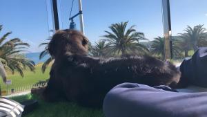 a dog sitting on the grass looking out a window at Apto playa Alojamientos Marte in Suances