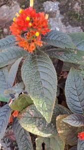 Galería fotográfica de Daffodiles Home Stay Varkala en Varkala