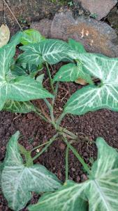 Galería fotográfica de Daffodiles Home Stay Varkala en Varkala 12 fotos más