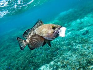 a fish is holding a piece of food in its mouth at Blue Ocean Resort - Vacation STAY 03044v in Ishigaki Island