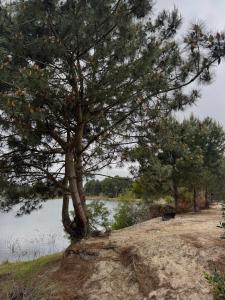 a tree on a hill next to a body of water at Beautiful romantic cabin for a relaxing getaway in Ciudad de la Costa