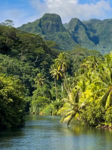 a river with palm trees and mountains in the background at Raiatea Treelodge in Taoru +20 photos
