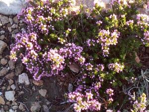 un mazzo di fiori viola e gialli su rocce di Anatoli ad Ambelás