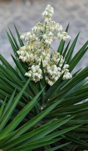 a plant with white flowers and green leaves at Hotel Villa Adriana in Monterosso al Mare