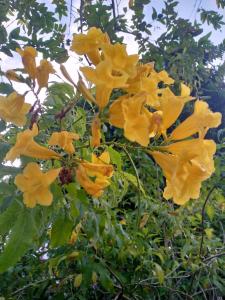 a bunch of yellow flowers on a tree at Birdsong Guest House in Ambalangoda