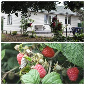 dwa zdjęcia truskawek rosnących przed domem w obiekcie Miód Malina w Nałęczowie