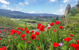 a field of red poppies on a mountain at Casa Del Arco in Ronda