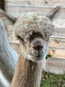 Foto dalla galleria di Appartement lumineux et chaleureux avec piscine estivale a Ramillies